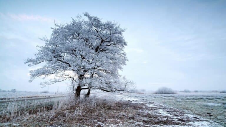 Brutális hideg jön: mínusz 20 fok is lehet szerdán – fagyos reggelek, lassú enyhülés a hét végén