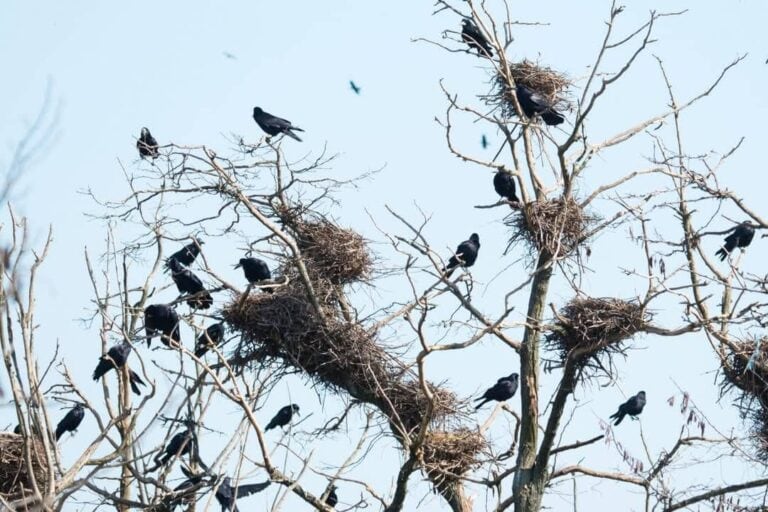 Reszkessetek, károgók! – Balassagyarmat ismét felveszi a harcot a vetési varjakkal