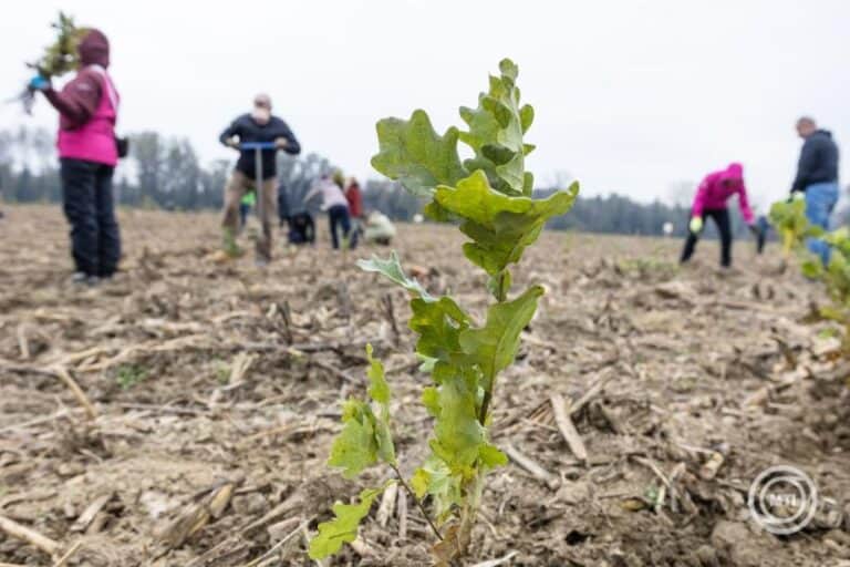 Zöld Magyarország: 50 millió facsemete évente