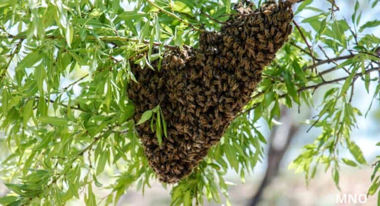 Több száz millió méh szabadult el – felborult egy méhekkel teli kamion